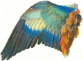 Dürer - Flügel