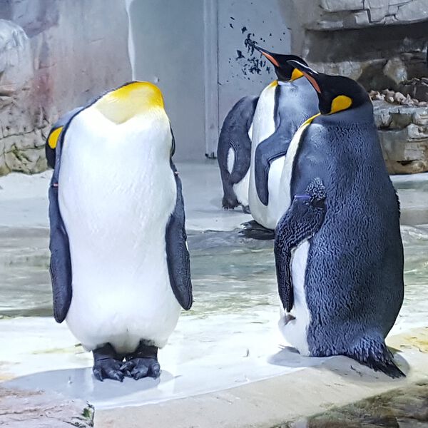 Datei:Königspinguin Zoo München Tierquiz.jpg