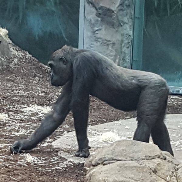 Datei:Schimpanse Zoo München Tierquiz.jpg