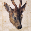 Dürer - Rehbock