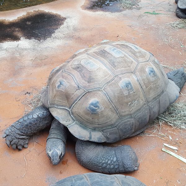 Datei:Riesenschildkröte Zoo München Tierquiz.jpg