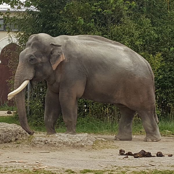 Datei:Elefant Zoo München Tierquiz.jpg