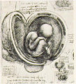 Da Vinci - Womb