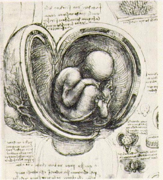Datei:Da Vinci-Womb.png