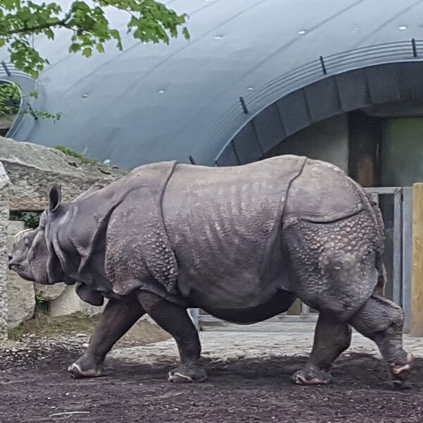 Datei:Nashorn Zoo München Tierquiz.jpg
