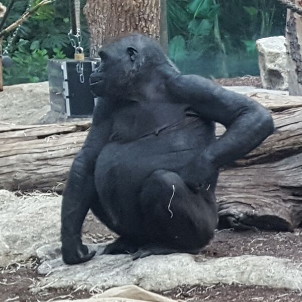 Datei:Gorilla Zoo München Tierquiz.jpg