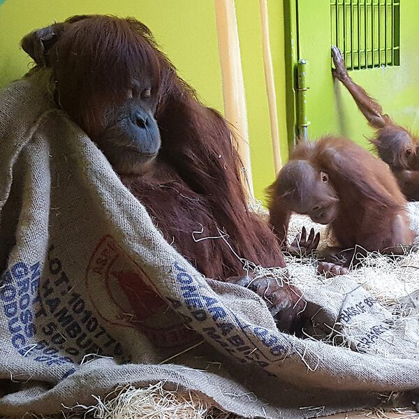 Datei:Orang Utan Zoo München Tierquiz.jpg