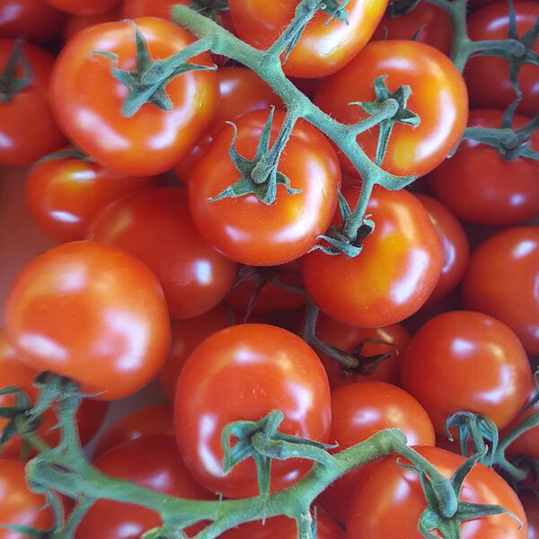 Datei:Tomate - Cherrytomaten - Freiburger Marktquiz - Obstquiz - Gemüsequiz - Freiburgspiel.jpg