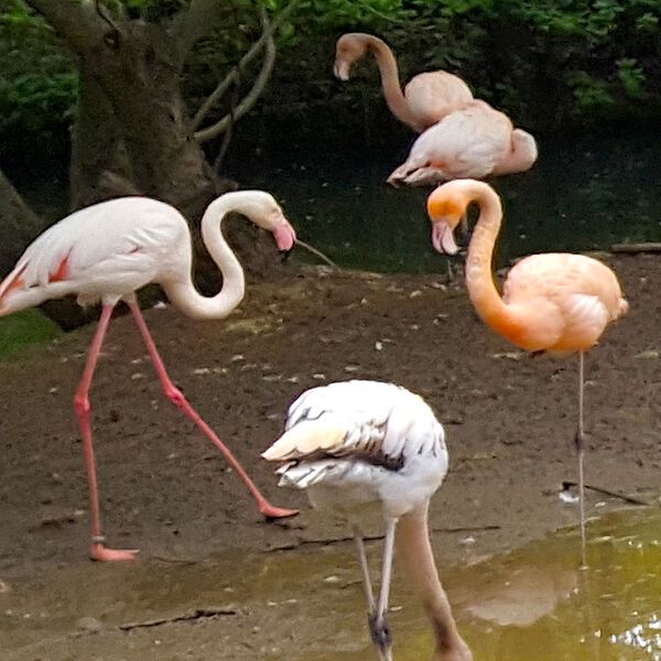 Datei:Flamingo Zoo München Tierquiz.jpg