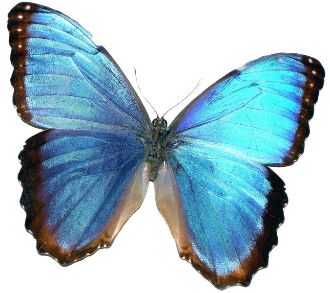 Datei:Schmetterling-Naturschutz.jpg