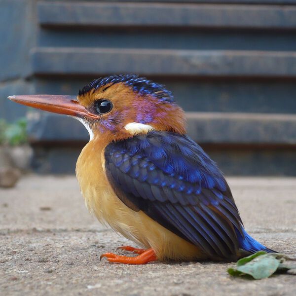 Datei:Eisvogel Tierquiz MOOCwiki.JPG