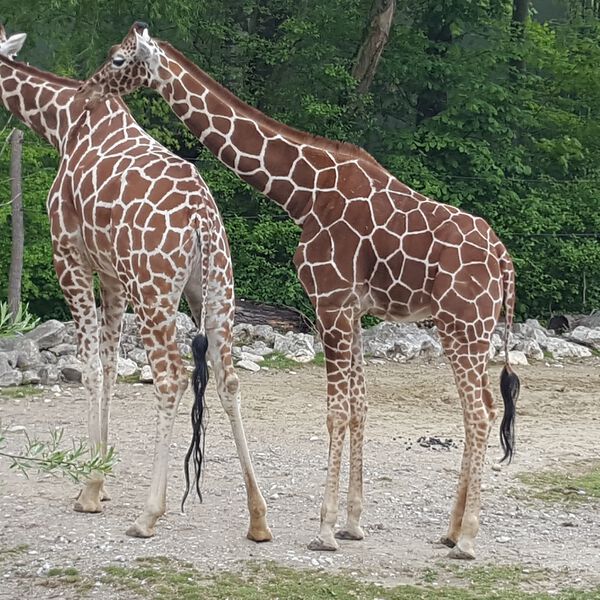Datei:Giraffe Zoo München Tierquiz.jpg
