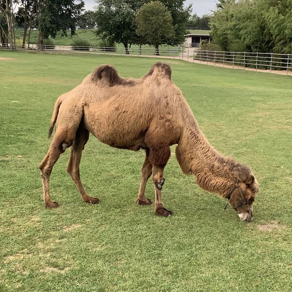 Datei:Kamel Mundenhofquiz.jpg